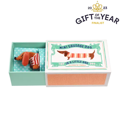 Mini-Dackel In Kleiner Box