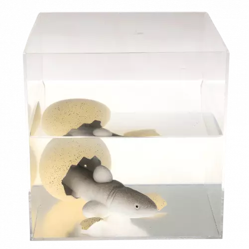 Riesenei mit schlüpfendem Haifisch