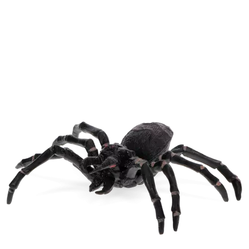Tarantula