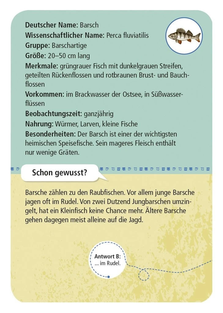 50 heimische Strandtiere und Pflanzen